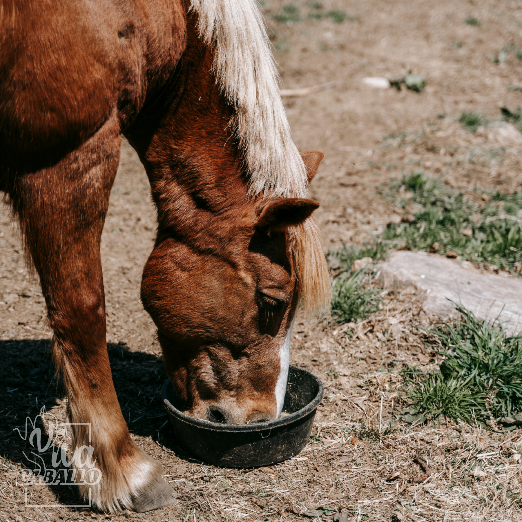 Bio Pferde Leindotterpellets 5 kg