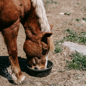 Bio Pferde Leindotterpellets 5 kg